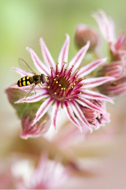 Молодило гібридне Отелло квітка